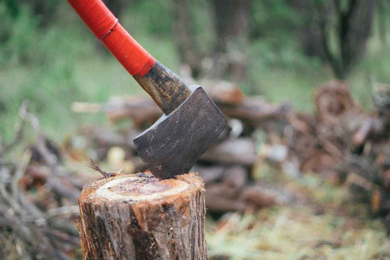 Tree Root Removal in Keenesburg, CO